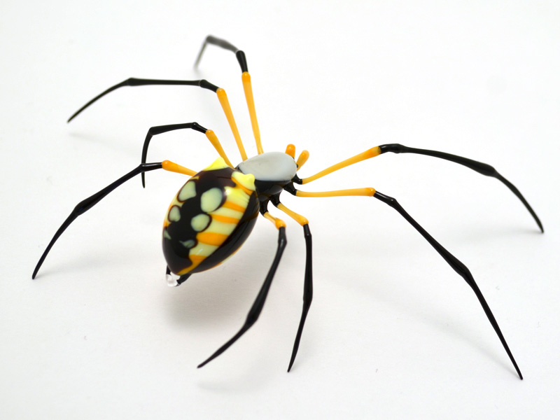 Argiope aurentina, glass Argiope spider by Wesley Fleming