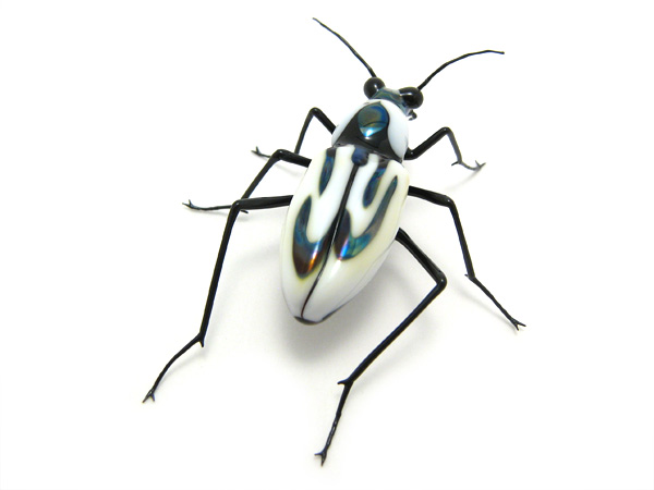 Tiger Beetle \"Cicindela dorsalis\", glass beetle by Wesley Fleming