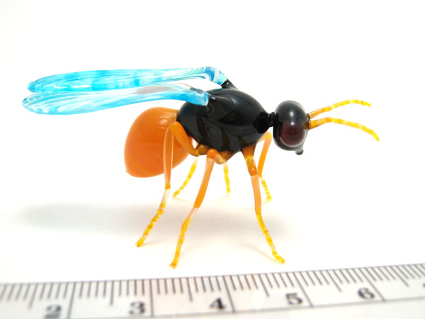 Encarsia formosa - parasitic wasp, glass insect by Wesley Fleming