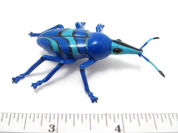 Eupholus magnificus, glass bug by Wesley Fleming