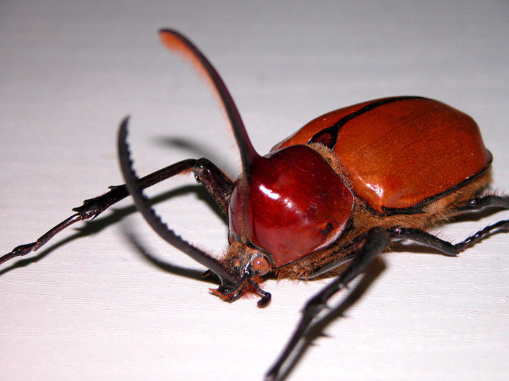Golofa porteri hope, , real beetle