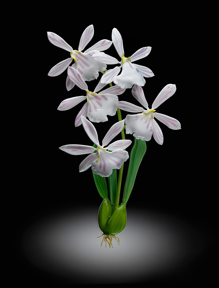 Miltoniopsis vexillaria, modeled after 1889 specimen by L &amp; R Blaschka, glass orchid by Wesley Fleming