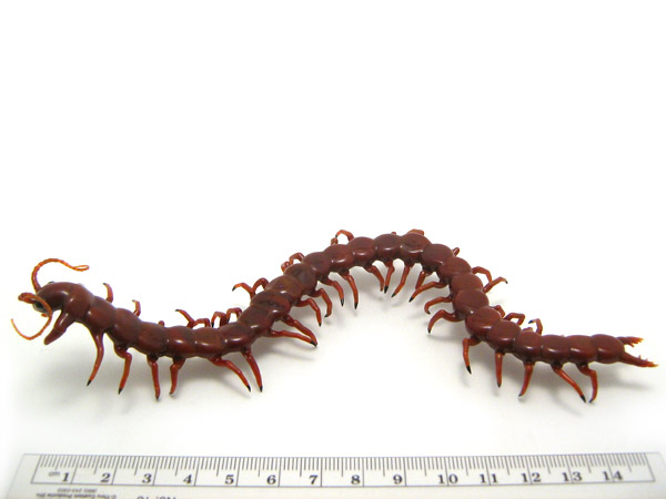 Centipede, glass insect by Wesley Fleming