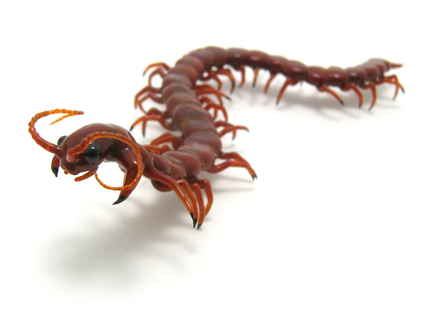 Centipede, glass bug by Wesley Fleming