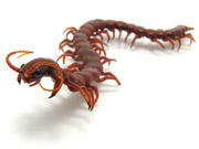 MHazel_centipede