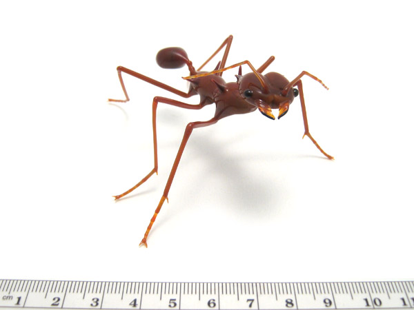 Leafcutter Ant, glass insect by Wesley Fleming
