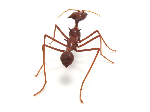 Leafcutter Ant, glass ant by Wesley Fleming