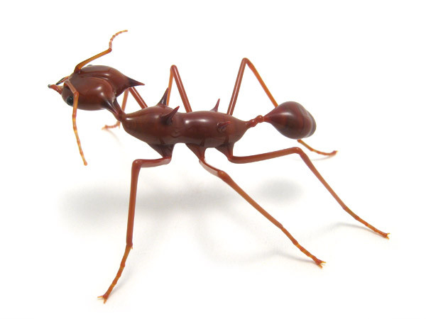 Leafcutter Ant, glass bug by Wesley Fleming