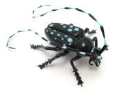 asian-longhorn-beetle