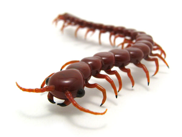 Centipede, glass insect by Wesley Fleming