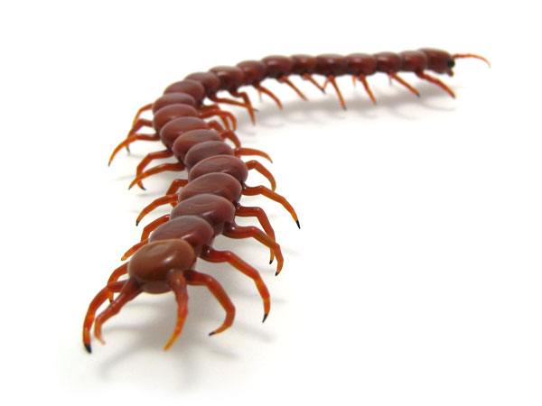 Centipede, glass bug by Wesley Fleming