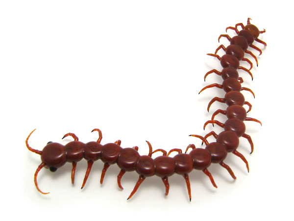 Centipede, glass bug by Wesley Fleming