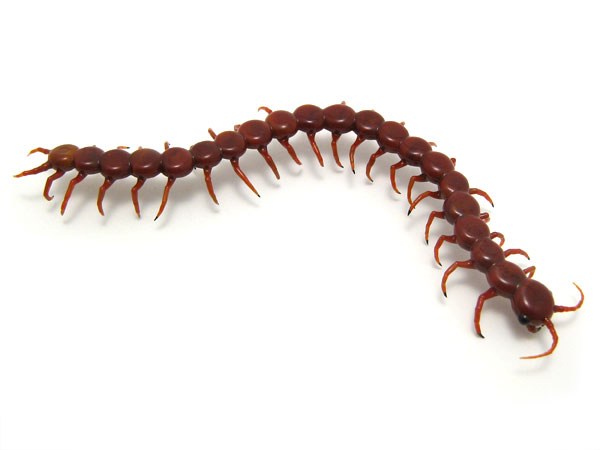 Centipede, glass insect by Wesley Fleming