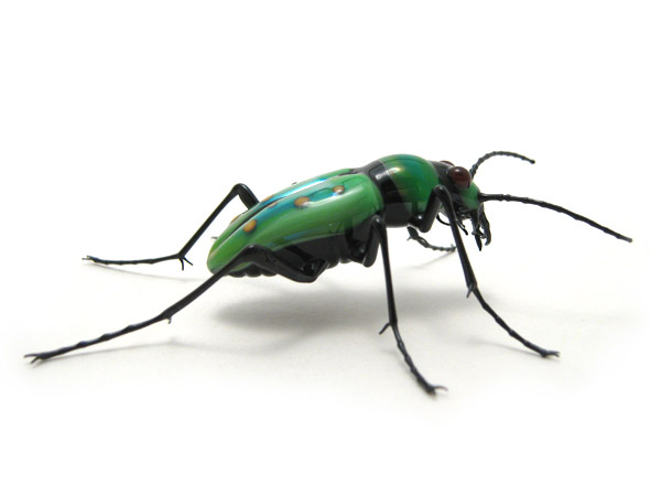 Cicindela campestris, glass beetle by Wesley Fleming