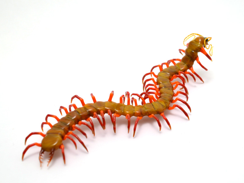 Acid Yellow Centipede, glass insect by Wesley Fleming