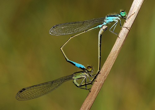 Damselflies Mating, glass insect by Wesley Fleming