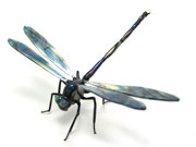 dragonfly-dh