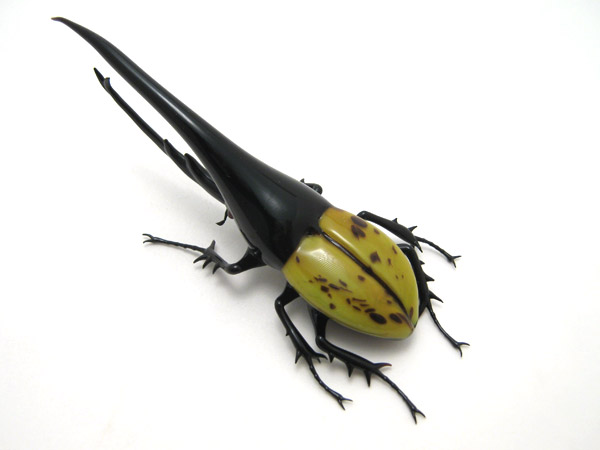 Hercules Beetle, glass beetle by Wesley Fleming