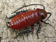 hissing_cockroach