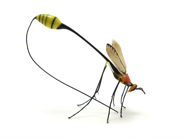 ichneumon wasp, glass wasp by Wesley Fleming