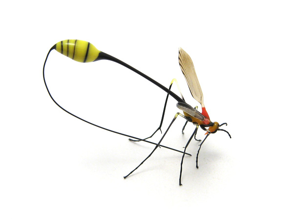 ichneumon wasp, glass bug by Wesley Fleming