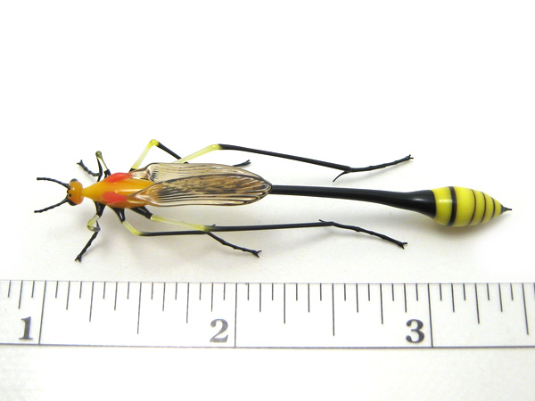 Ichneumon Wasp, glass bug by Wesley Fleming