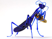indigo-mantis-eating-bee