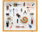 insect-collection-2015
