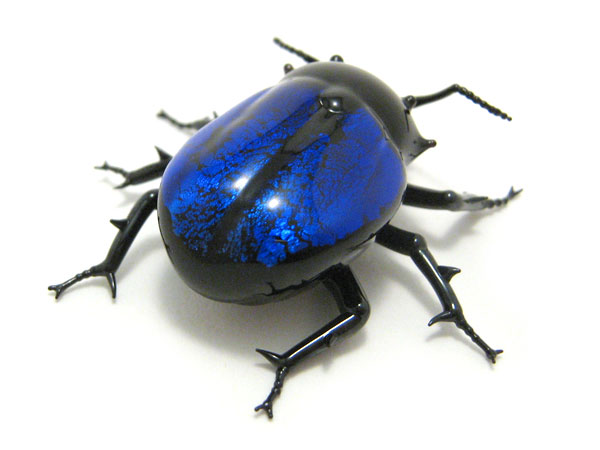Jewel Beetle, glass beetle by Wesley Fleming