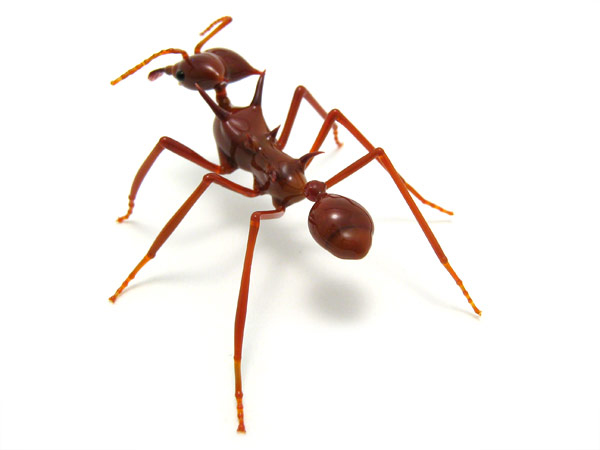 Leafcutter Ant, glass ant by Wesley Fleming
