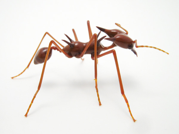 Leafcutter Ant for Q, glass bug by Wesley Fleming