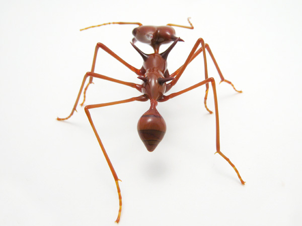 Leafcutter Ant for Q, glass insect by Wesley Fleming