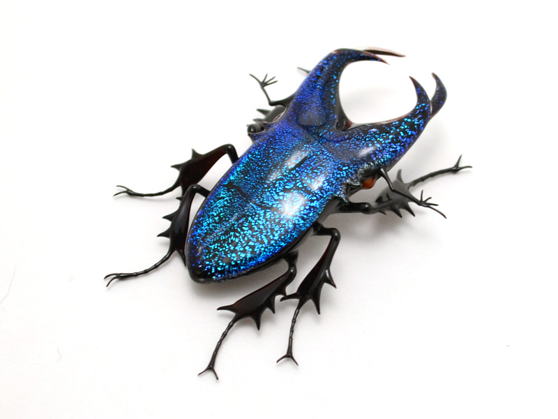 Cobalt Stag Jewel Beetle, glass jewel stag beetle by Wesley Fleming