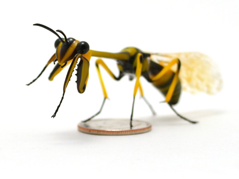 Wasp-Mimic Mantidfly, glass mantidfly by Wesley Fleming