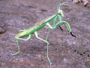 mantis-ARR