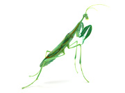 mantis-grn
