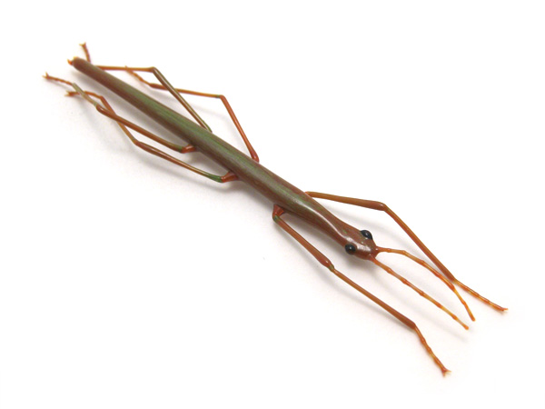 Mini Stick Bug, glass stick bug by Wesley Fleming
