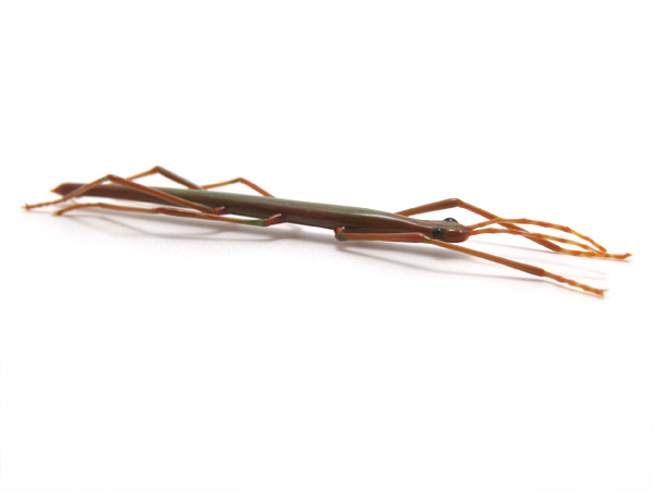 Mini Stick Bug, glass walking stick by Wesley Fleming