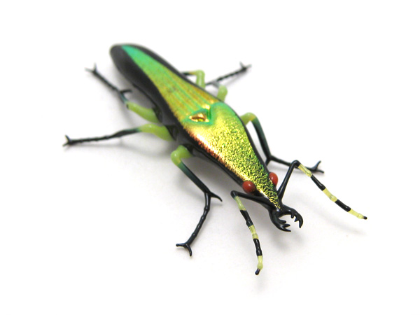 Mini Tiger Beetle, glass beetle by Wesley Fleming
