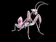 orchid-mantis-2013