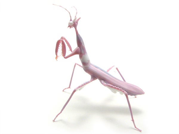 Orchid Mantis, glass mantis by Wesley Fleming