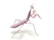 orchid-mantis