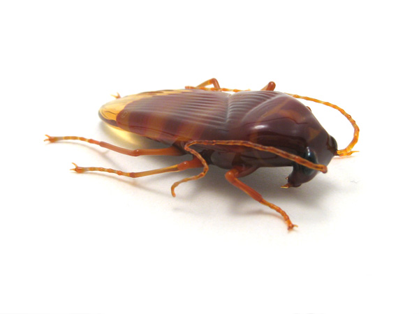 Palmetto Bug, glass cockroach by Wesley Fleming