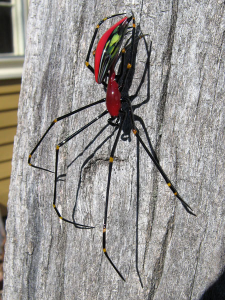 Papuan Orb Weaver Spider redux, glass orb weaver by Wesley Fleming