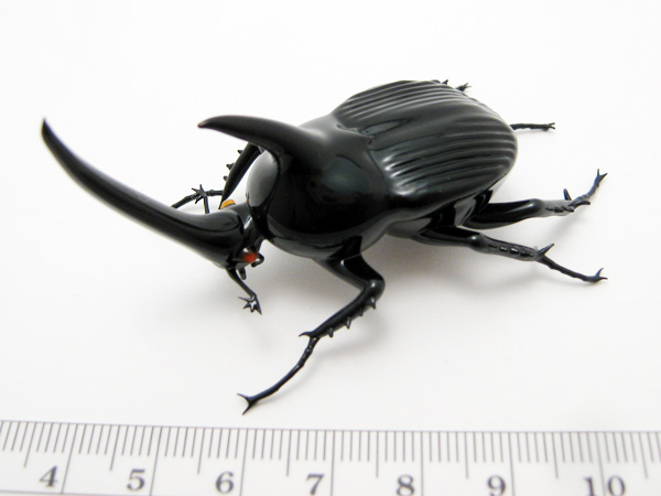 Black Rhinoceros Beetle, glass beetle by Wesley Fleming