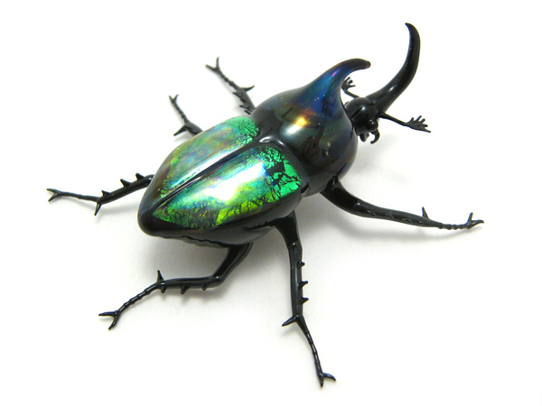 Jewel Rhinoceros Beetle, glass beetle by Wesley Fleming