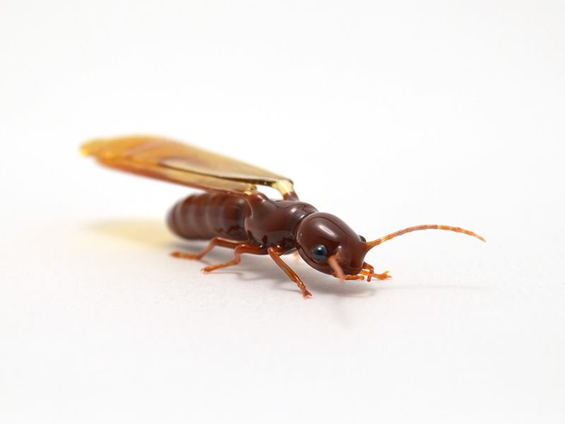 Drywood Termite, glass insect by Wesley Fleming