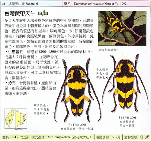 Thermistis taiwanensis, guide book scan