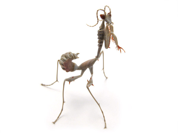 Thorny Ghost Mantis, glass mantis by Wesley Fleming