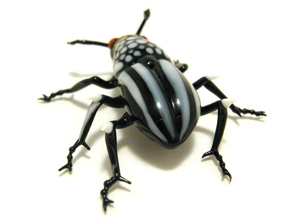 Thorny Dung-Muncher, glass beetle by Wesley Fleming